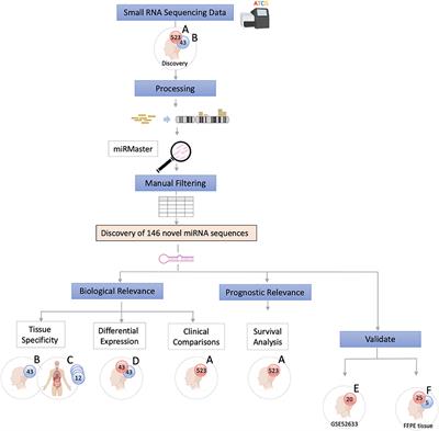 Expanding the Transcriptome of Head and Neck Squamous Cell Carcinoma Through Novel MicroRNA Discovery